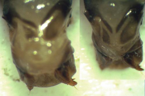Amara sp.