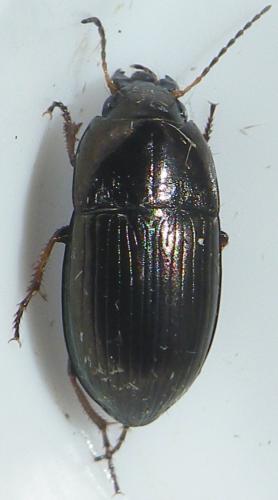 Réf. 161 475 : Amara sp.