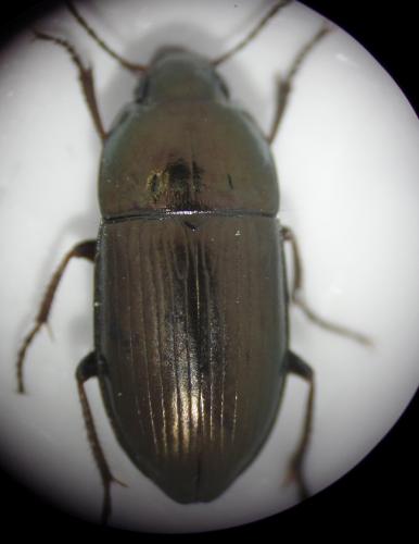 Réf. 161 868 : Amara lunicollis