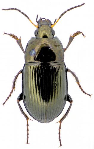 Réf. 161 939 : Amara similata