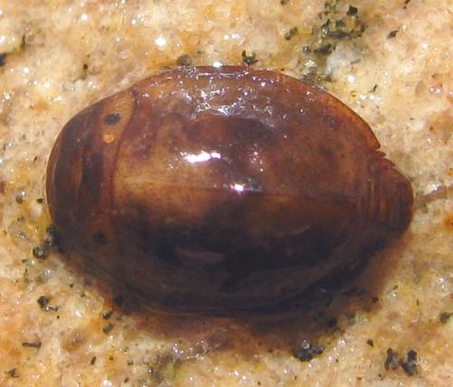Prosopistoma sp.