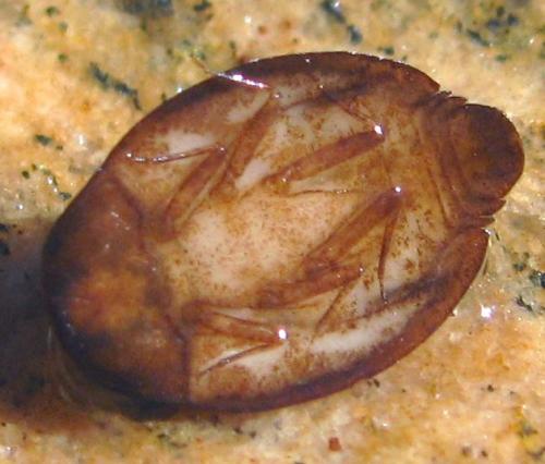 Prosopistoma sp.