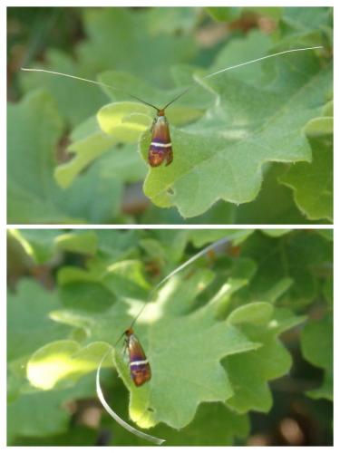 Adela australis