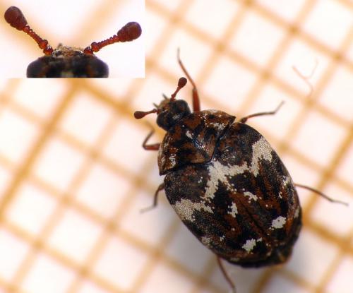 Anthrenus angustefasciatus