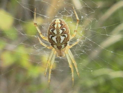 Réf. 161 060 : Neoscona adianta