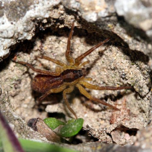 Hogna radiata