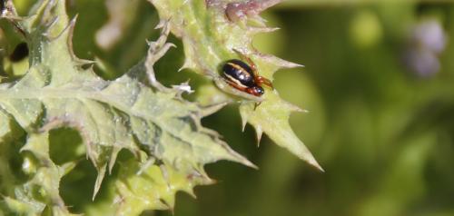 Réf. 161 229 : Hypsosinga sp.