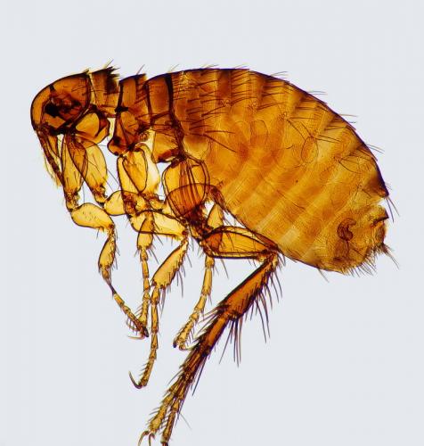 Archaeopsylla erinacei