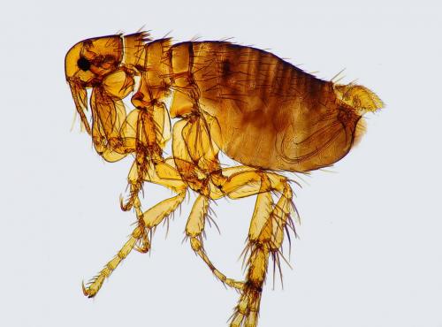 Archaeopsylla erinacei