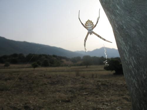 Réf. 161 927 : Argiope lobata