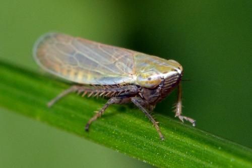 Arthaldeus sp.