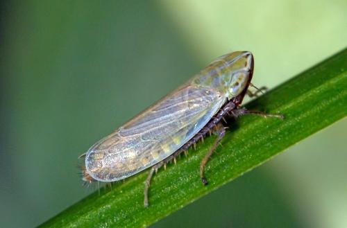 Arthaldeus sp.