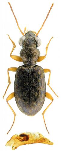 Asaphidion curtum