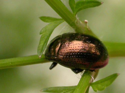 Chrysolina oricalcia