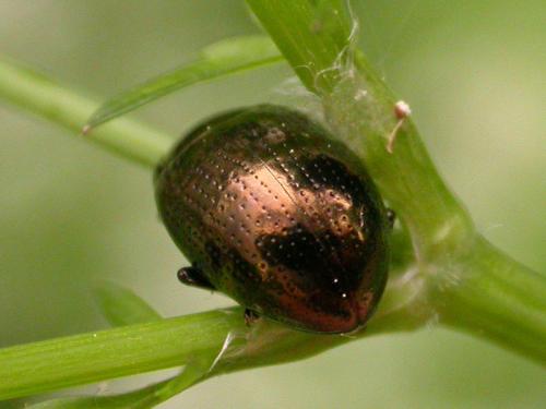 Chrysolina oricalcia