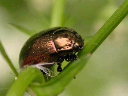 Chrysolina oricalcia