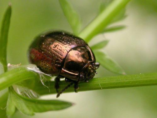 Chrysolina oricalcia