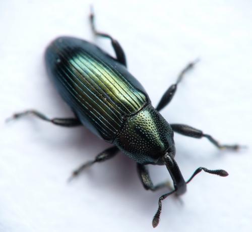 Aulacobaris coerulescens