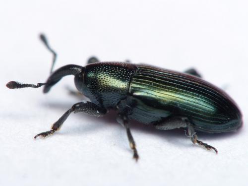 Aulacobaris coerulescens