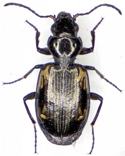 Lionychus sp.