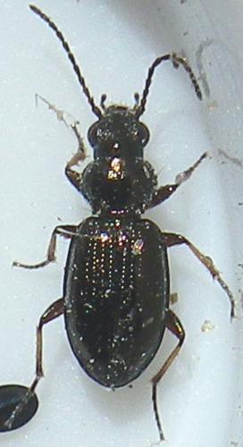 Bembidion properans