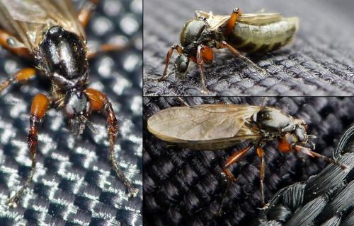 Réf. 161 872 : Bibio lanigerus