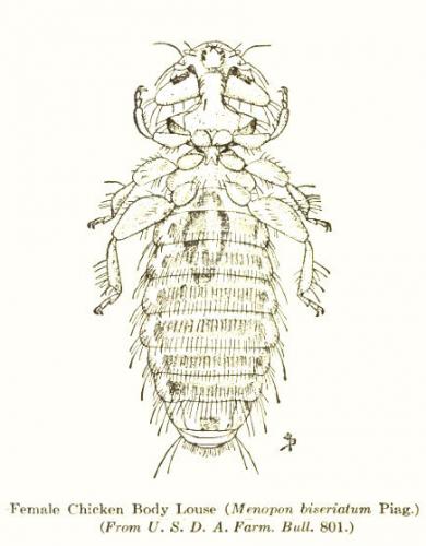Eomenacanthus stramineus