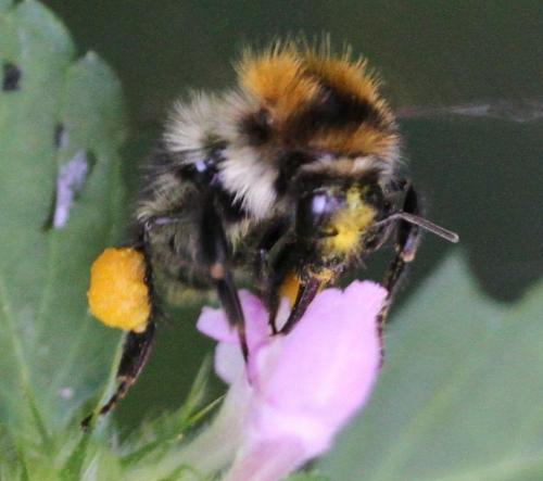 Réf. 161 511 : Bombus pascuorum