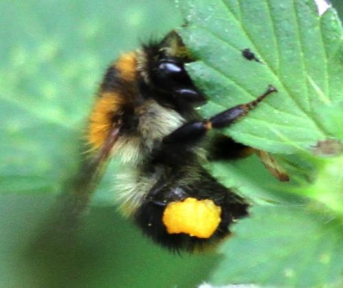 Réf. 161 514 : Bombus pascuorum