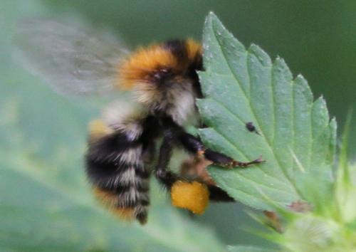Bombus pascuorum
