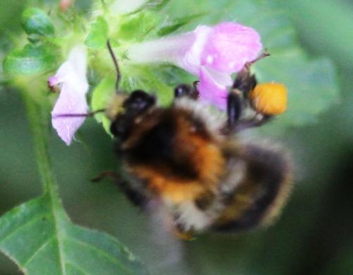 Bombus pascuorum