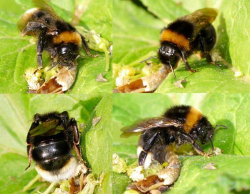 Bombus vestalis
