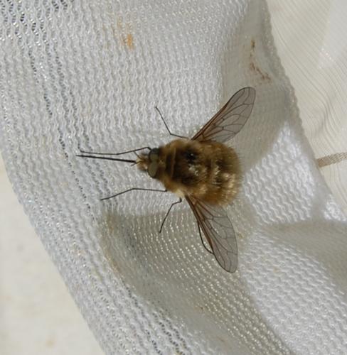Bombylius sp.