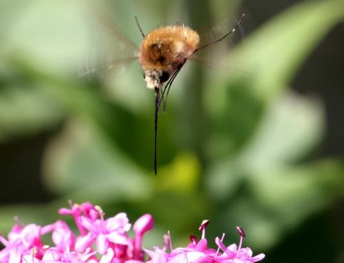 Bombylius sp.