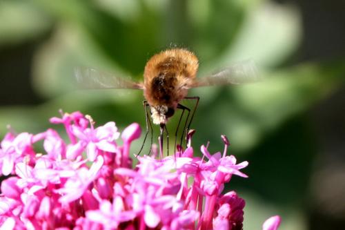Bombylius sp.