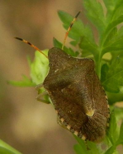Réf. 161 207 : Peribalus strictus vernalis