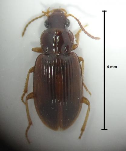 Réf. 161 560 : Bradycellus harpalinus