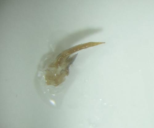 Bradycellus harpalinus