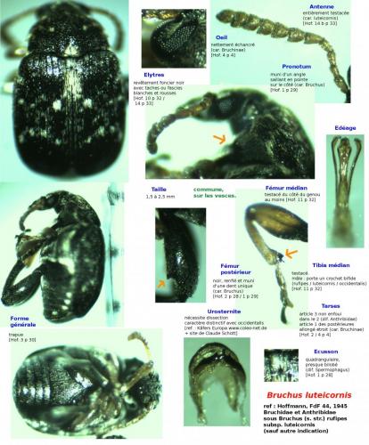 Réf. 161 784 : Bruchus luteicornis