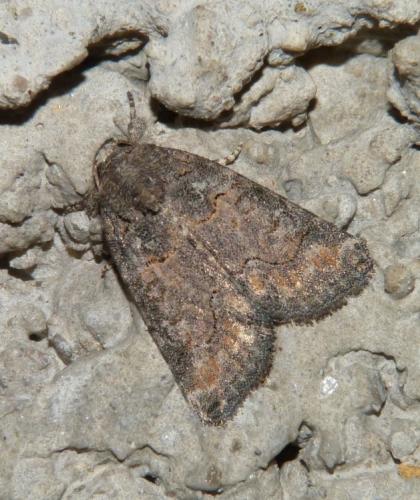 Bryophila sp.