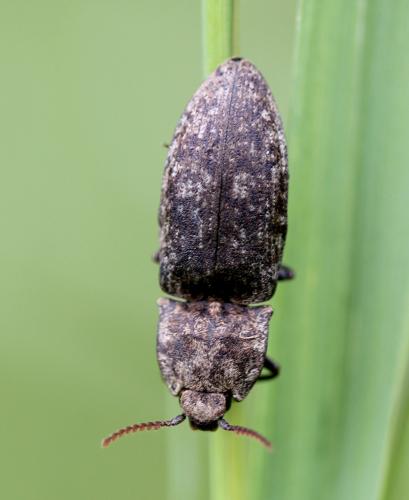 Réf. 161 139 : Agrypnus murinus