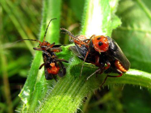 Cantharis annularis