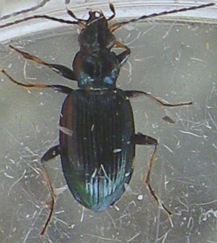 Bembidion tibiale