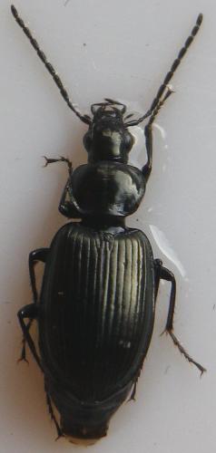 Réf. 161 360 : Agonum viduum