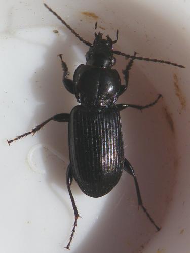 Réf. 161 377 : Pterostichus sp.