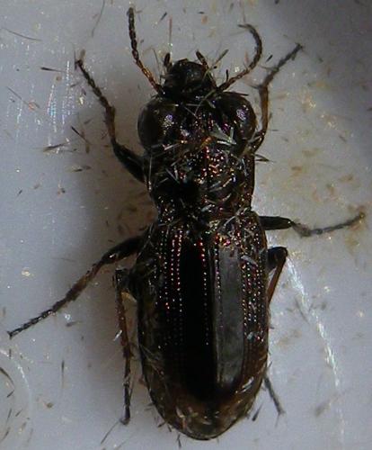 Notiophilus biguttatus