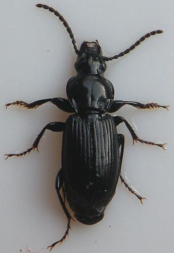 Pterostichus rhaeticus