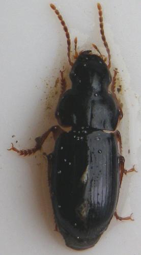 Harpalus laevipes
