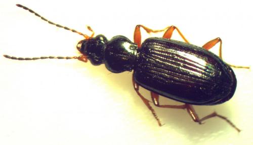 Bembidion decorum
