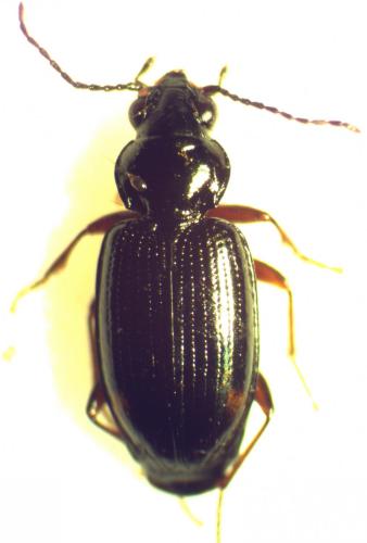 Réf. 161 455 : Bembidion lunulatum